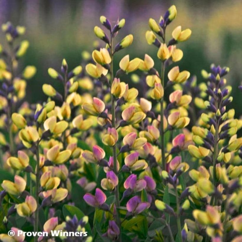 Baptisia Pink Lemonade - Lupin indigo (Floraison)