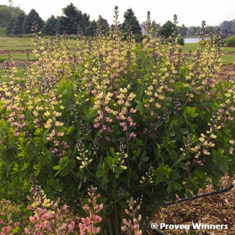 Baptisia Pink Lemonade - Lupin indigo (Port)