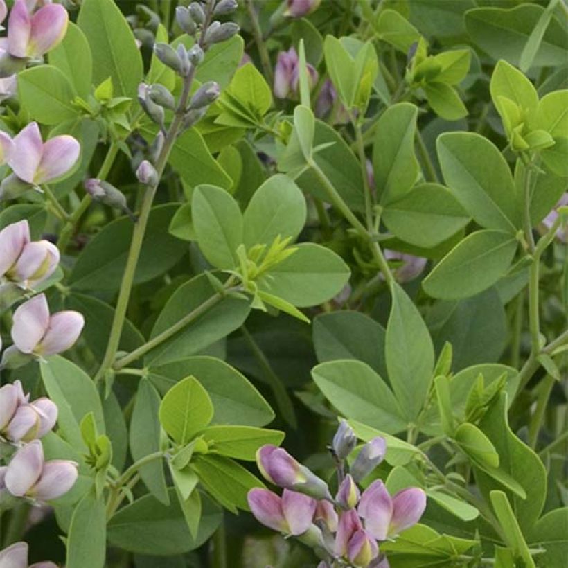 Baptisia Pink Truffles - Lupin indigo (Feuillage)