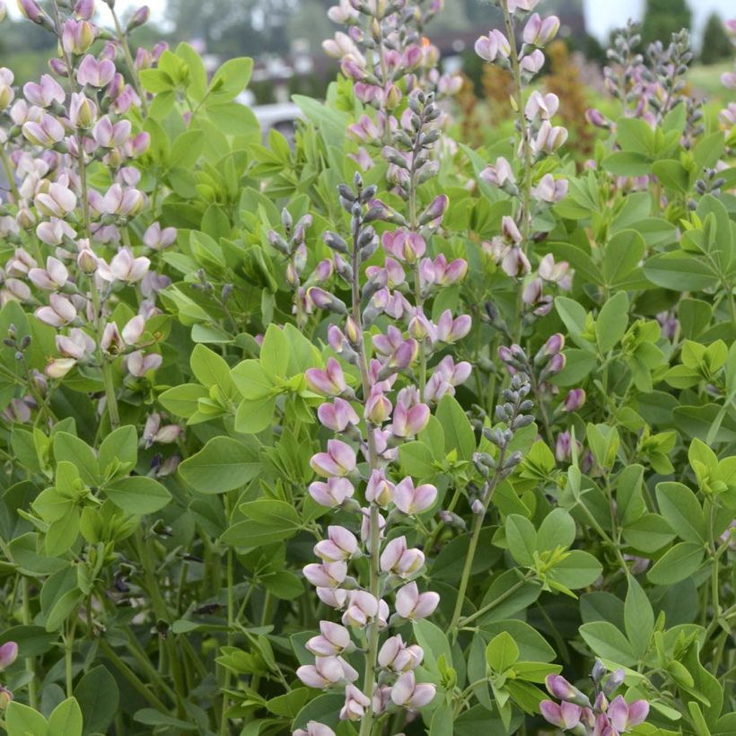 Baptisia Pink Truffles - Lupin indigo (Floraison)