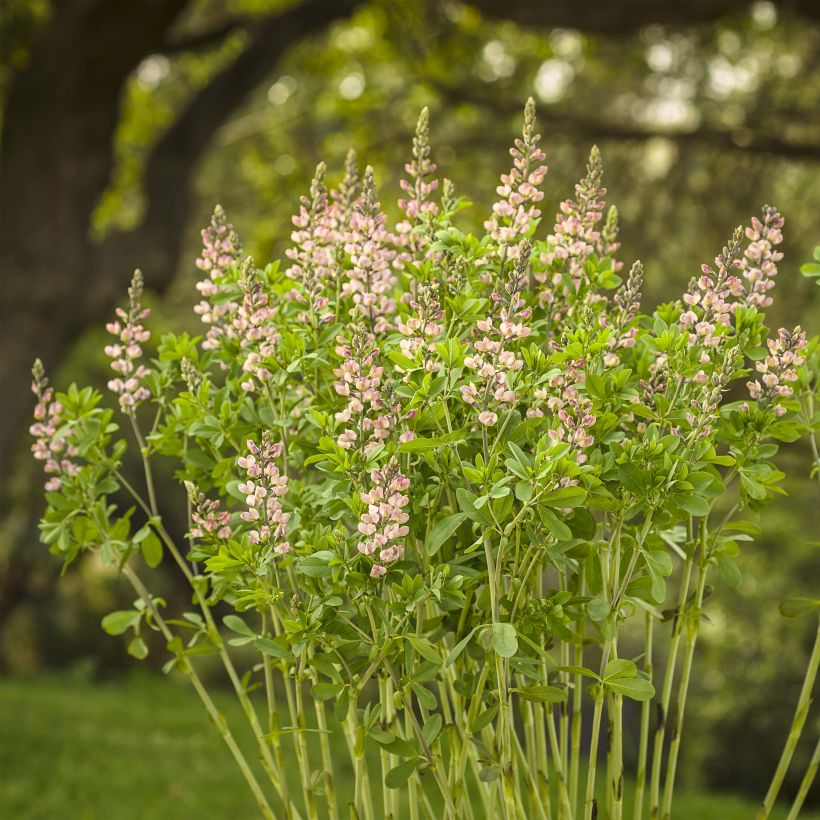 Baptisia Pink Truffles - Lupin indigo (Port)