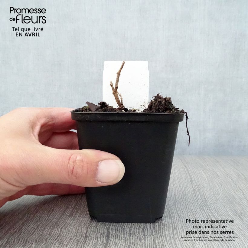 Spécimen de Baptisia Pink Truffles - Lupin indigo Pot de 9 cm tel que livré au printemps