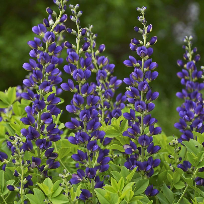 Baptisia Sparkling Sapphires - Faux indigo (Floraison)