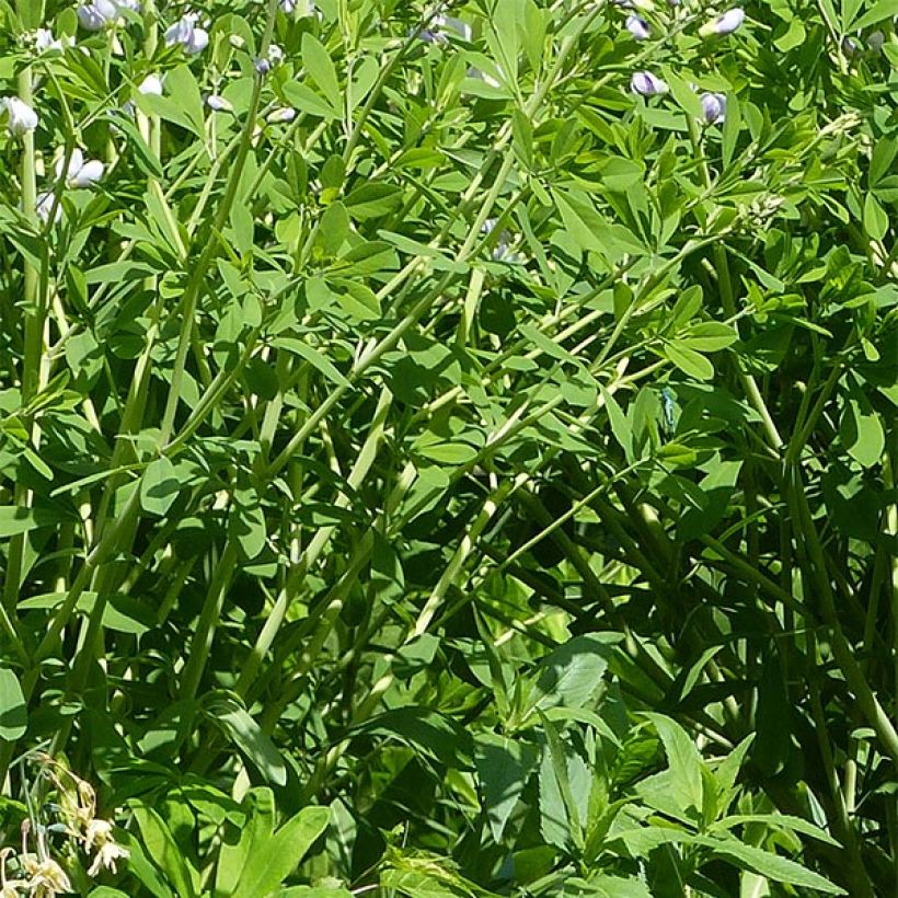 Baptisia Starlite Prairieblues - Lupin indigo bleu et blanc (Feuillage)