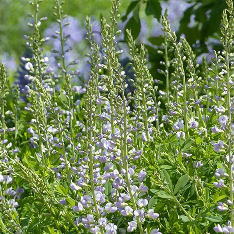 Baptisia Starlite Prairieblues - Lupin indigo bleu et blanc (Floraison)