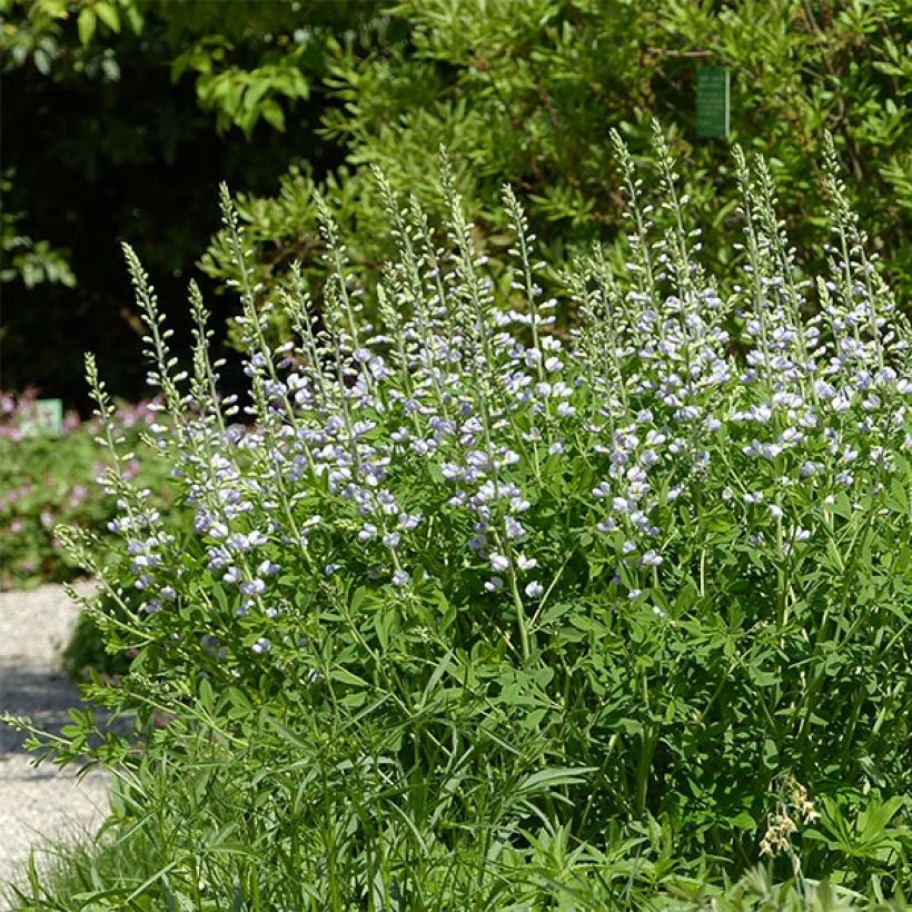 Baptisia Starlite Prairieblues - Lupin indigo bleu et blanc (Port)