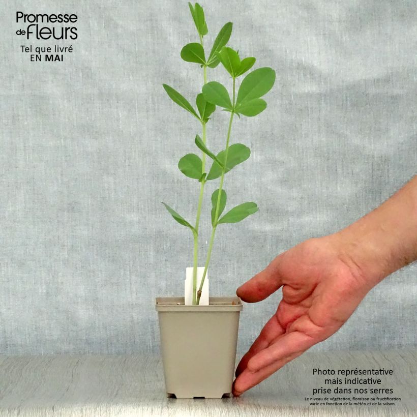 Spécimen de Baptisia Starlite Prairieblues - Lupin indigo bleu et blanc Godet de 9cm tel que livré au printemps