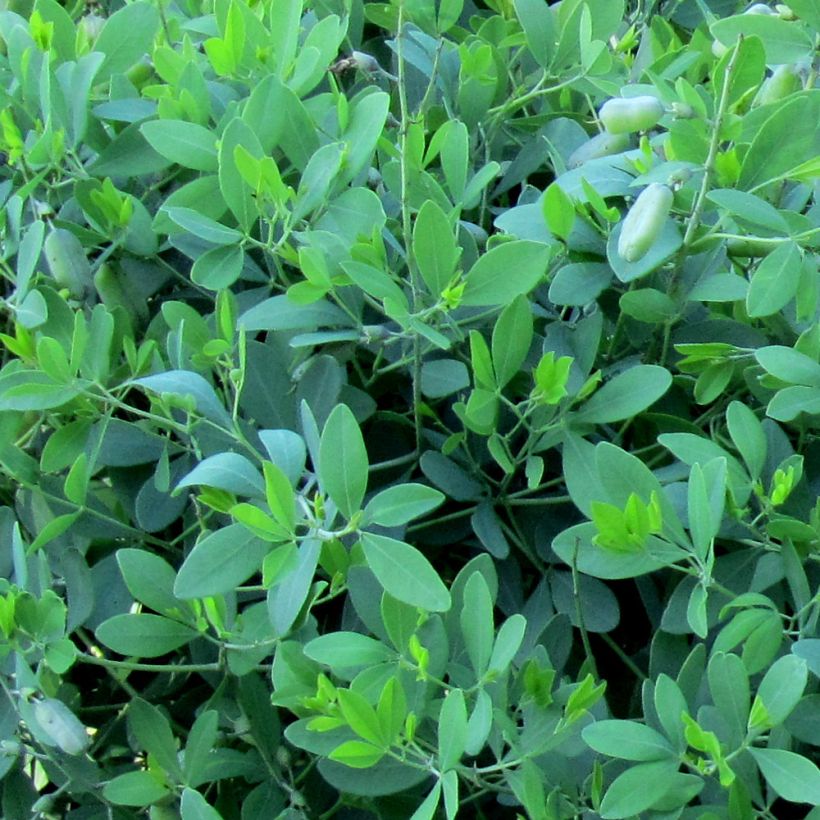 Baptisia alba var macrophylla, Faux Lupin (Feuillage)