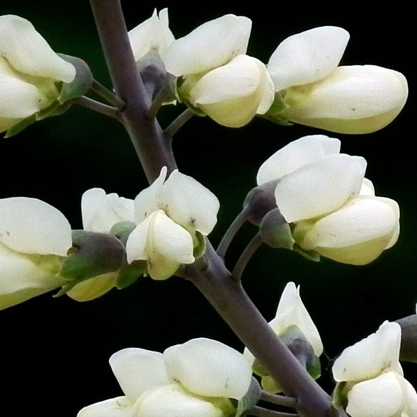 Baptisia alba var macrophylla, Faux Lupin (Floraison)