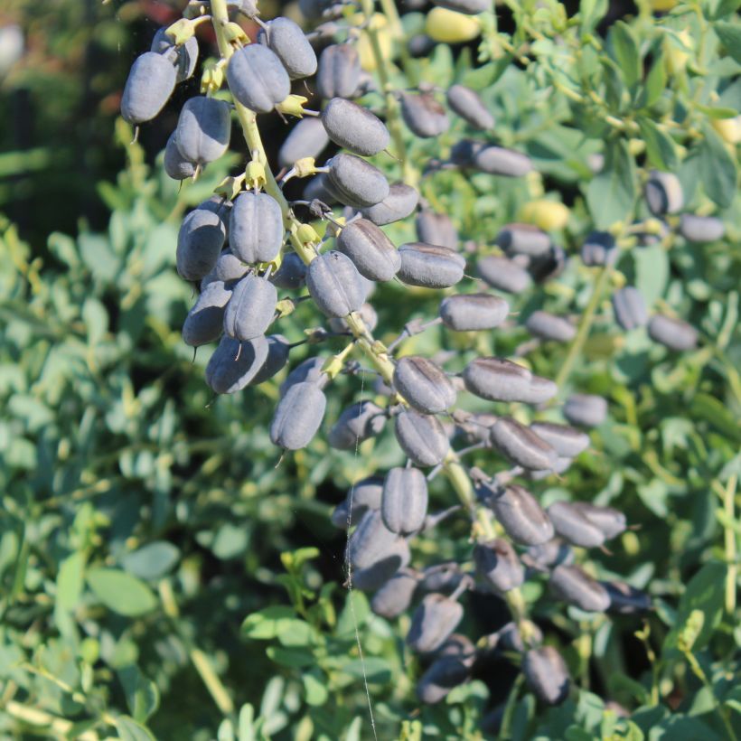 Baptisia alba var macrophylla, Faux Lupin (Récolte)