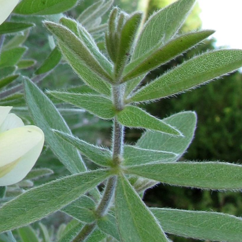 Baptisia bracteata - Faux Lupin (Feuillage)