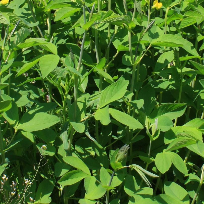 Baptisia sphaerocarpa (= viridis) - Faux indigo jaune. (Feuillage)