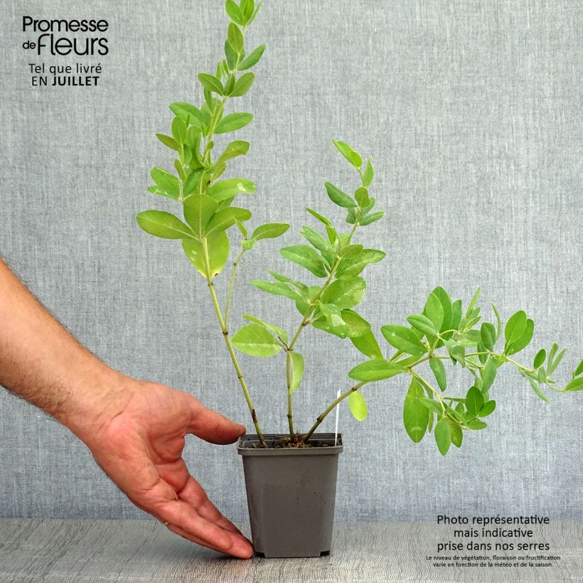 Spécimen de Baptisia sphaerocarpa (= viridis) - Faux indigo jaune. Godet de 8/9 cm tel que livré en été