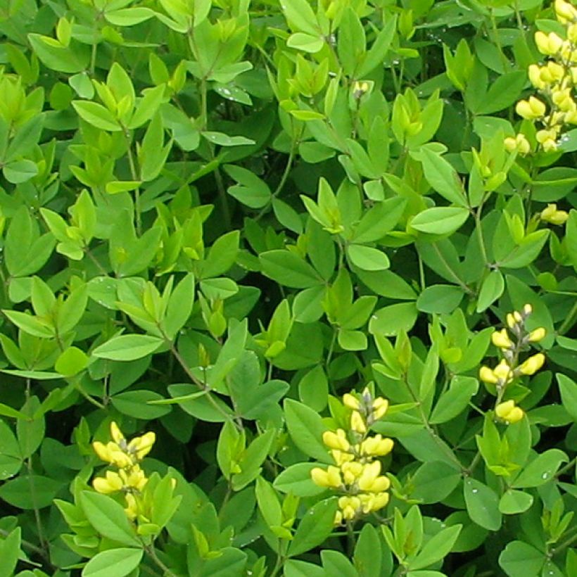 Baptisia tinctoria, Faux Lupin (Feuillage)