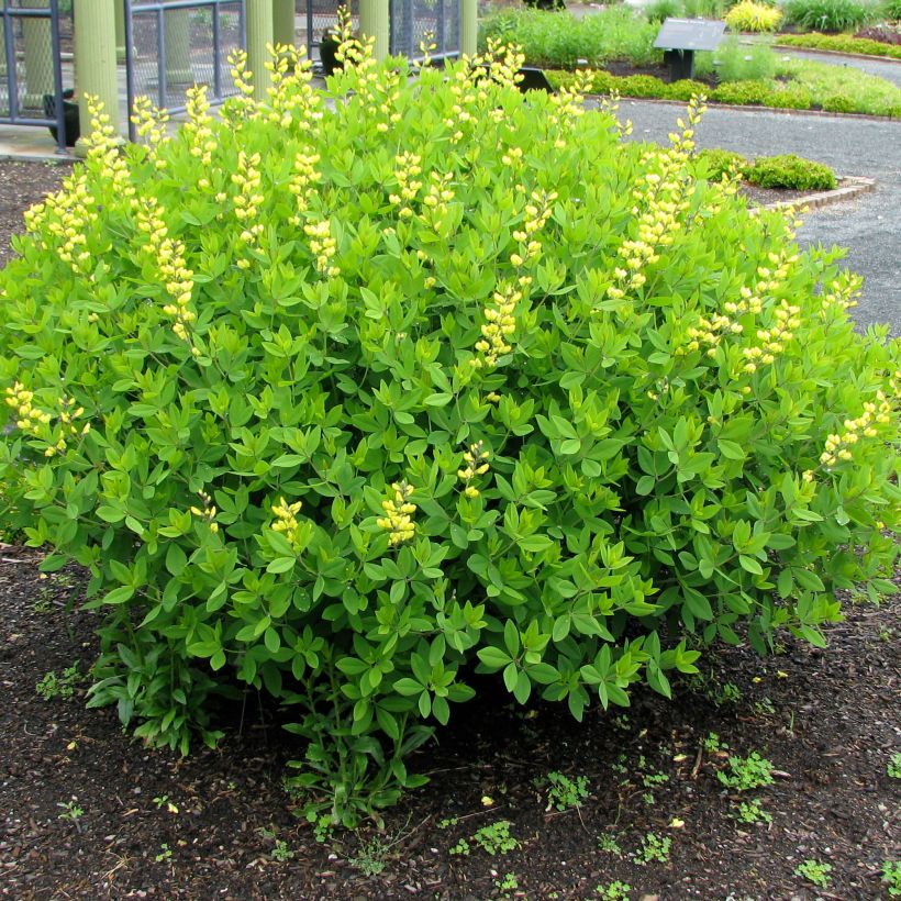 Baptisia tinctoria, Faux Lupin (Port)