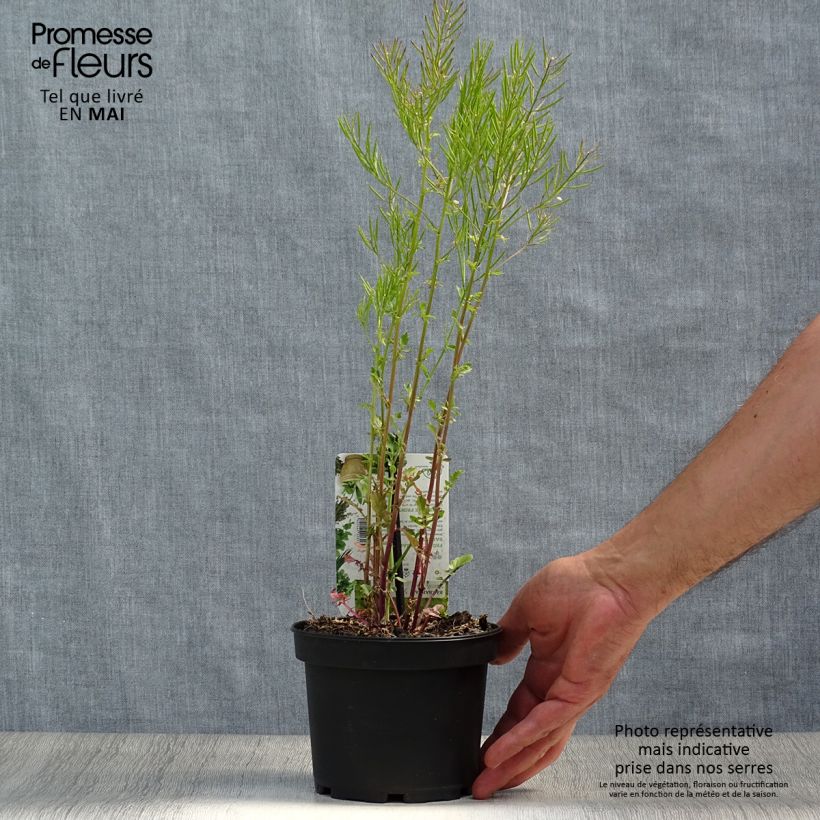 Spécimen de Barbarea verna - Cresson de terre ou de jardin, barbarée printanière Pot de 1,5L/2L tel que livré au printemps