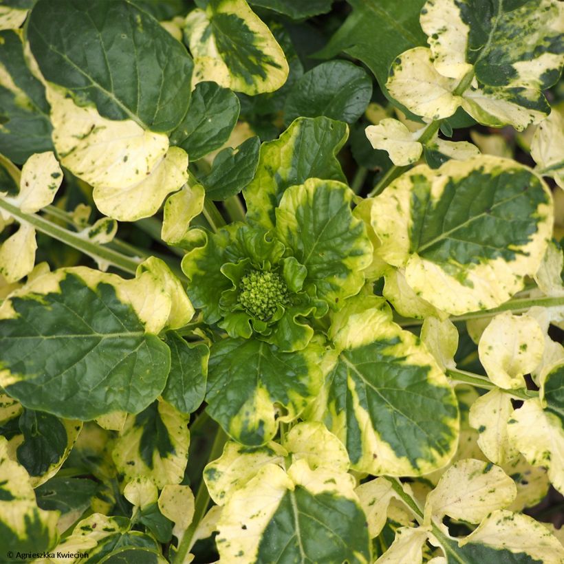 Barbarea vulgaris Variegata (Feuillage)