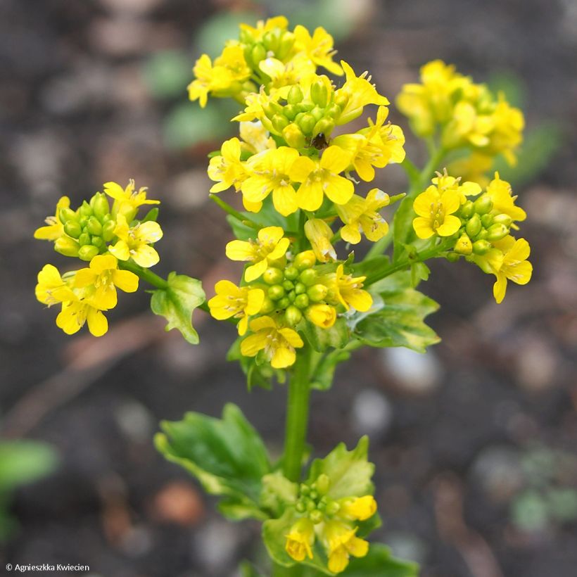 Barbarea vulgaris Variegata (Floraison)