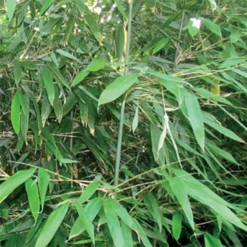Bashania fargesii - Bambou argenté (Feuillage)