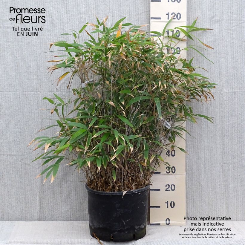 Spécimen de Bashania fargesii - Bambou argenté Pot de 12L/15L tel que livré en été