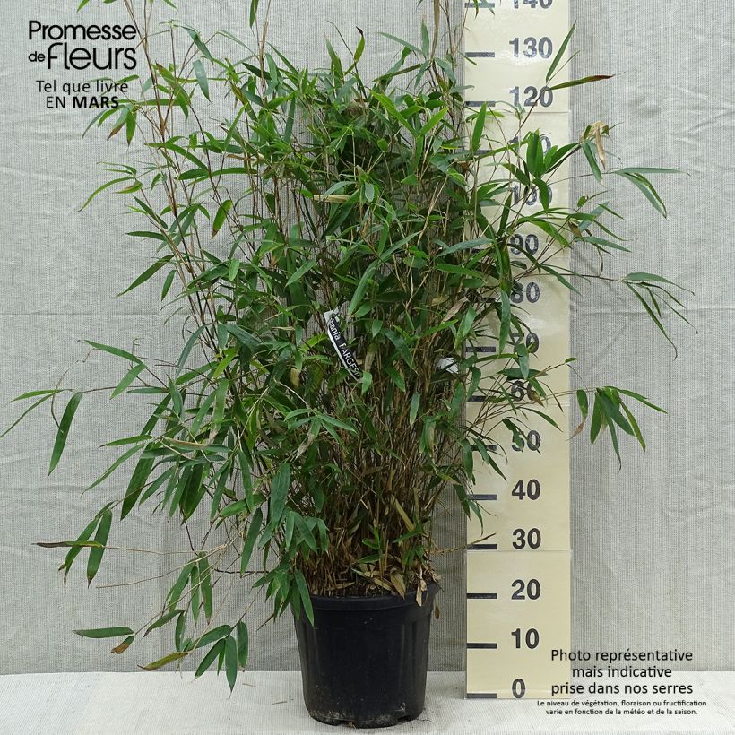 Spécimen de Bashania fargesii - Bambou argenté Pot de 12L/15L tel que livré au printemps