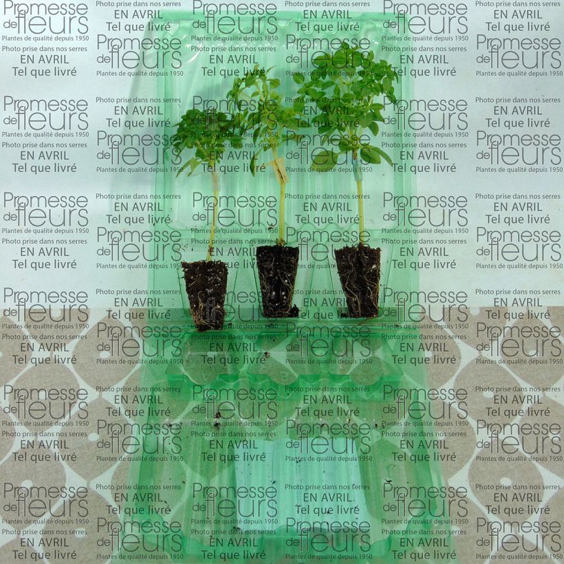 Exemple de spécimen de Basilic El Greco en plants GREFFES Mini-motte 4 cm tel que livré