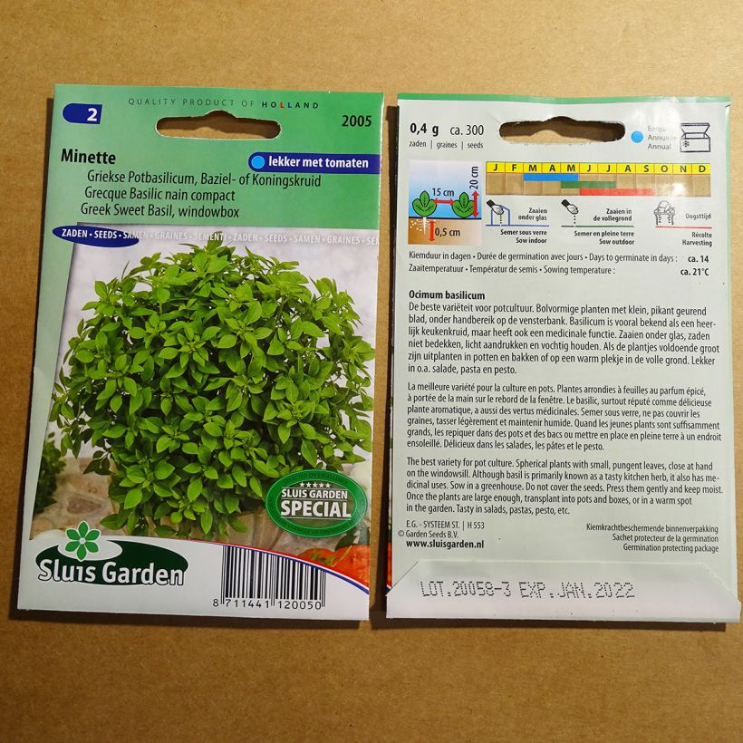 Exemple de spécimen de Basilic Minette fin vert nain compact - Basilic grec Graines tel que livré