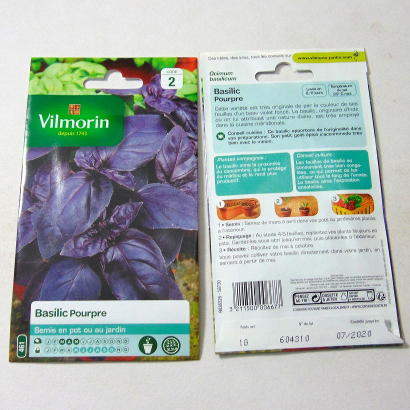 Exemple de spécimen de Basilic Pourpre - Vilmorin Graines tel que livré