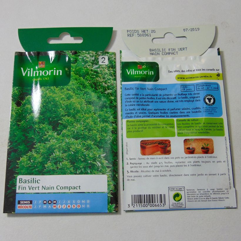 Exemple de spécimen de Basilic fin vert nain compact - Vilmorin Graines tel que livré