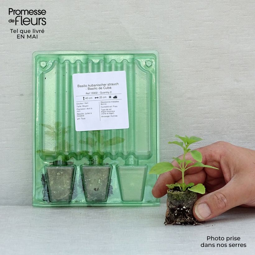 Spécimen de Basilic kubanischer strauch - Basilic de Cuba Mini-motte 3 cm tel que livré au printemps