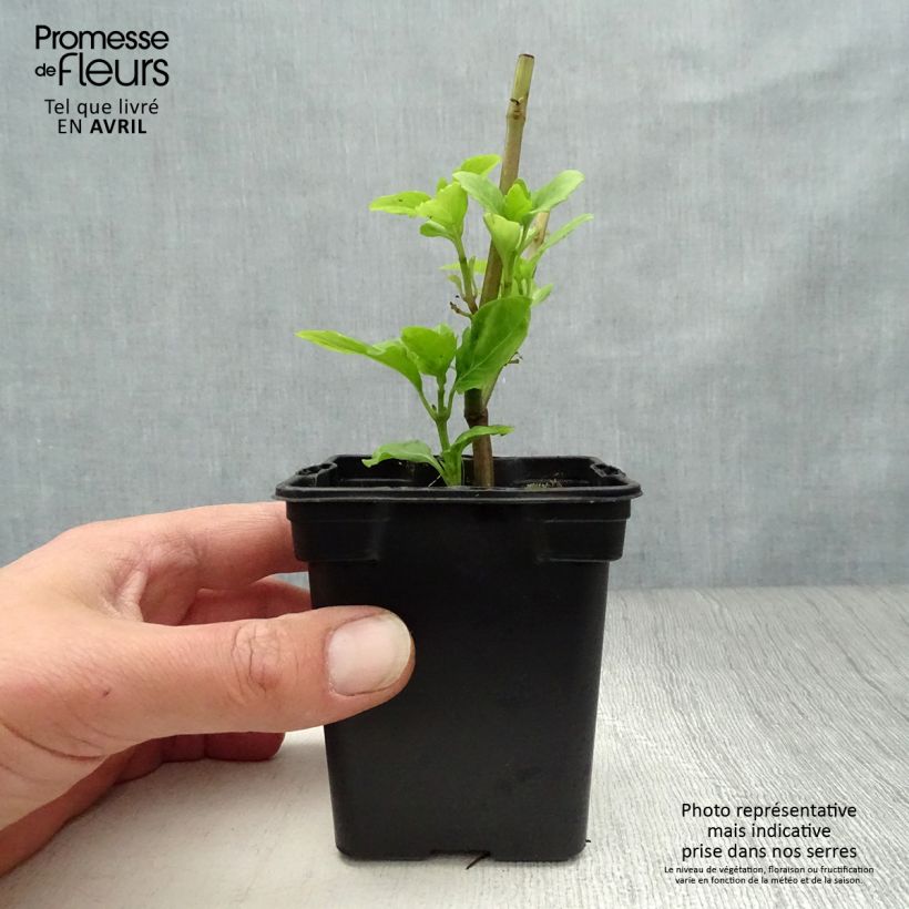 Spécimen de Basilic vivace anisé BIO Godet de 8 cm tel que livré au printemps
