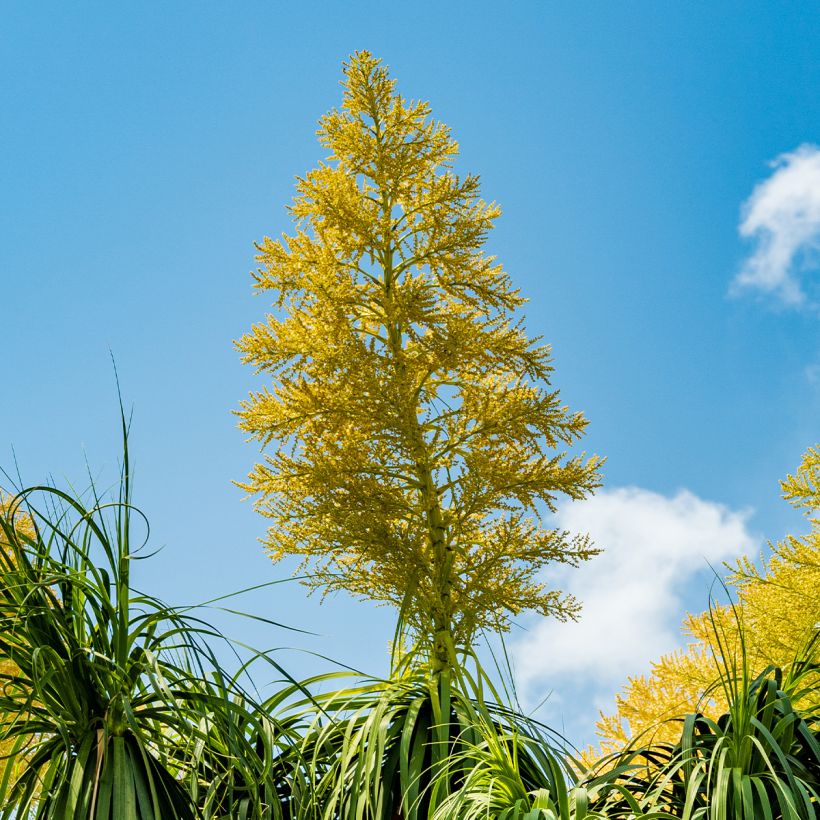 Beaucarnea recurvata - Arbre bouteille ou Pied d'éléphant  (Floraison)