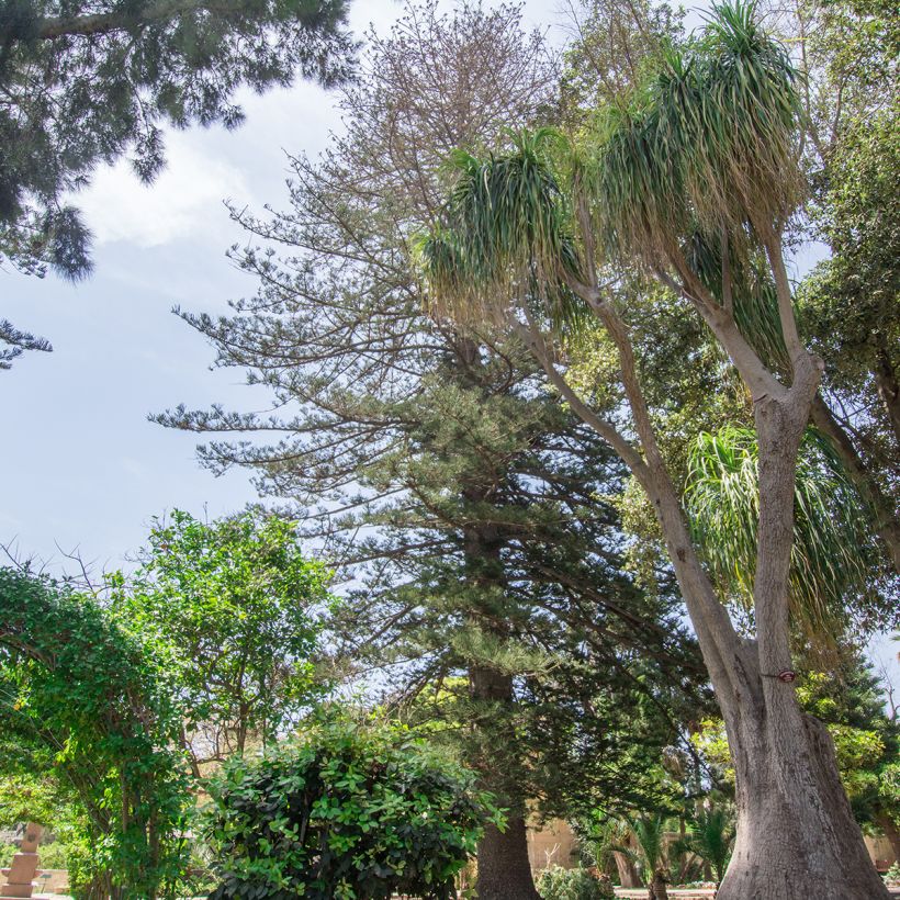 Beaucarnea recurvata - Arbre bouteille ou Pied d'éléphant  (Port)