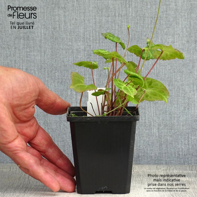 Spécimen de Beesia calthifolia Godet de 8/9 cm tel que livré en été