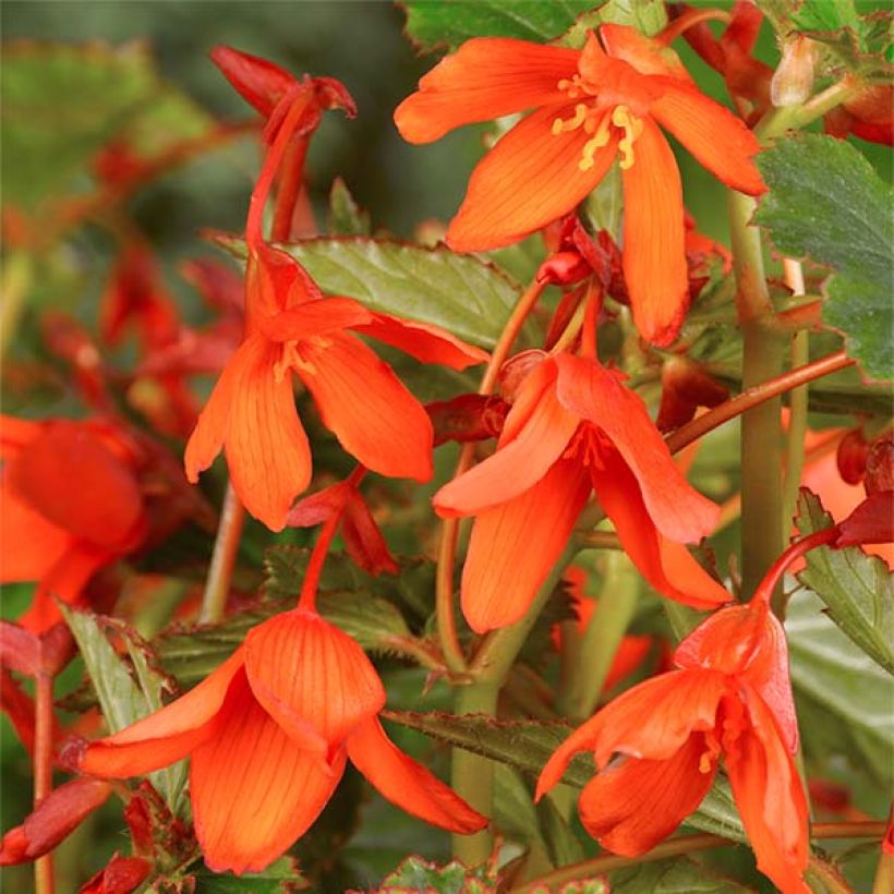 Begonia Bertinii  (Floraison)