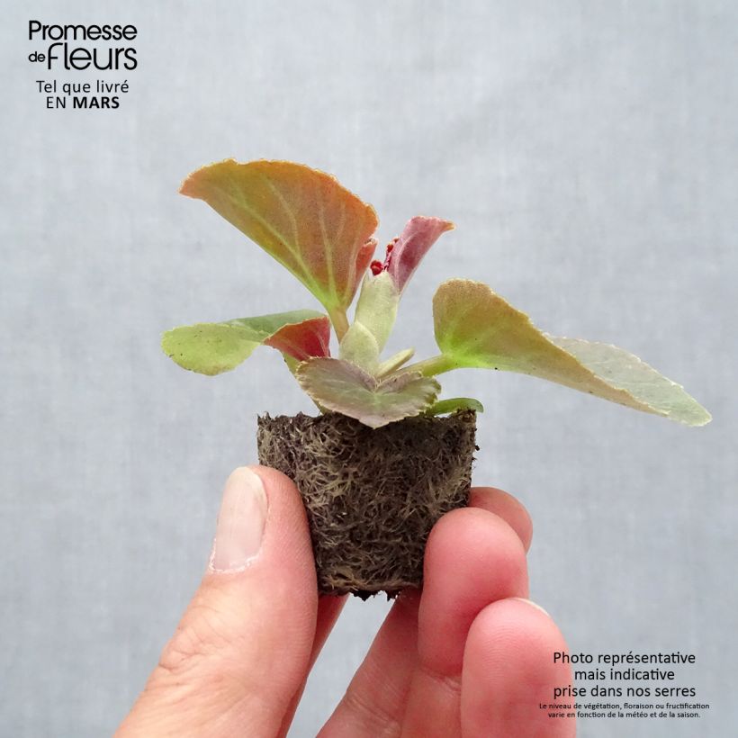 Spécimen de Bégonia Big F1 rose à feuillage bronze Mini-motte 4 cm tel que livré au printemps