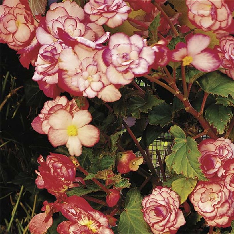 Begonia double Bouton de Rose (Floraison)