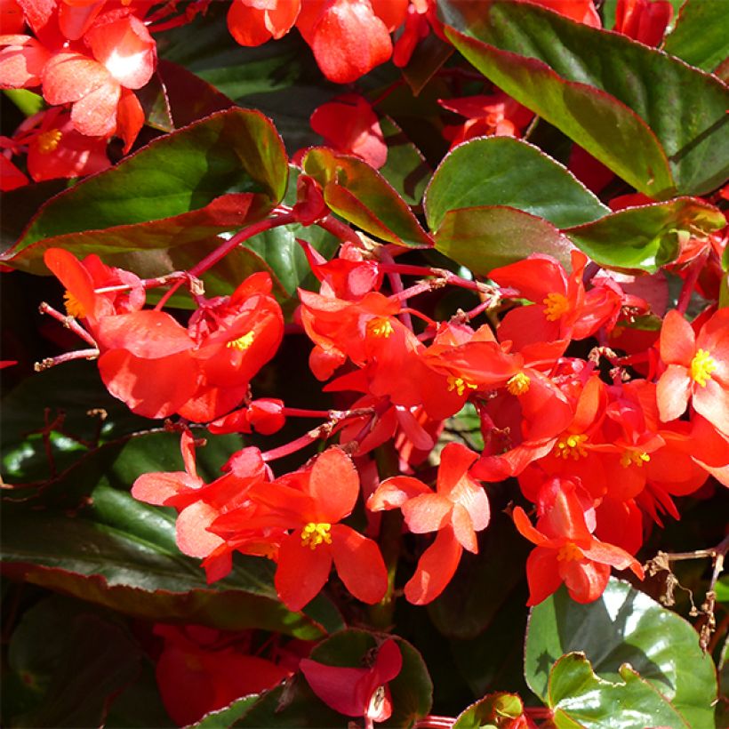 Bégonia Dragon Wing Red (Floraison)