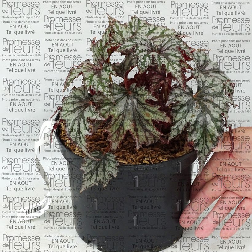 Exemple de spécimen de Bégonia Garden Angel Blush - Pot de 2L/3L tel que livré