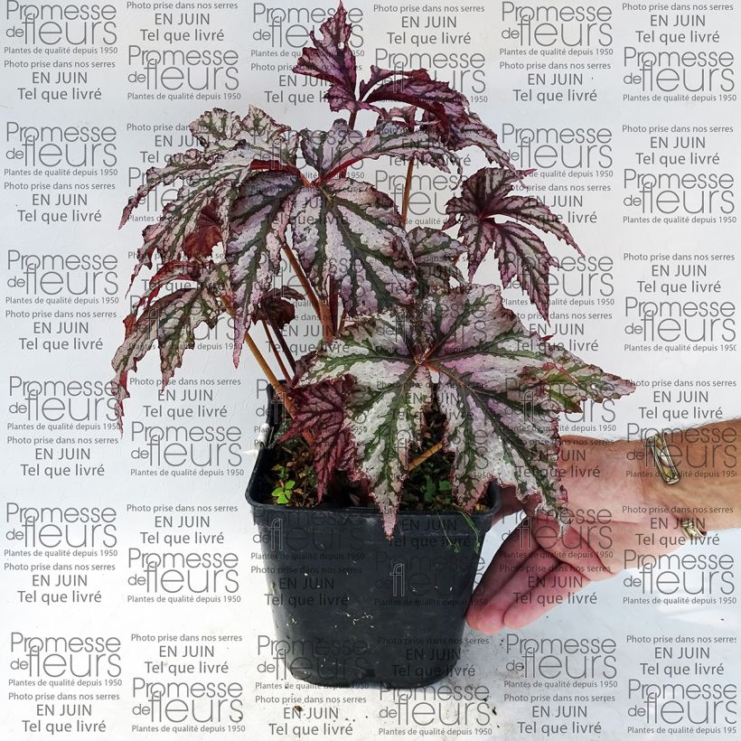 Exemple de spécimen de Begonia Garden Angel Plum tel que livré