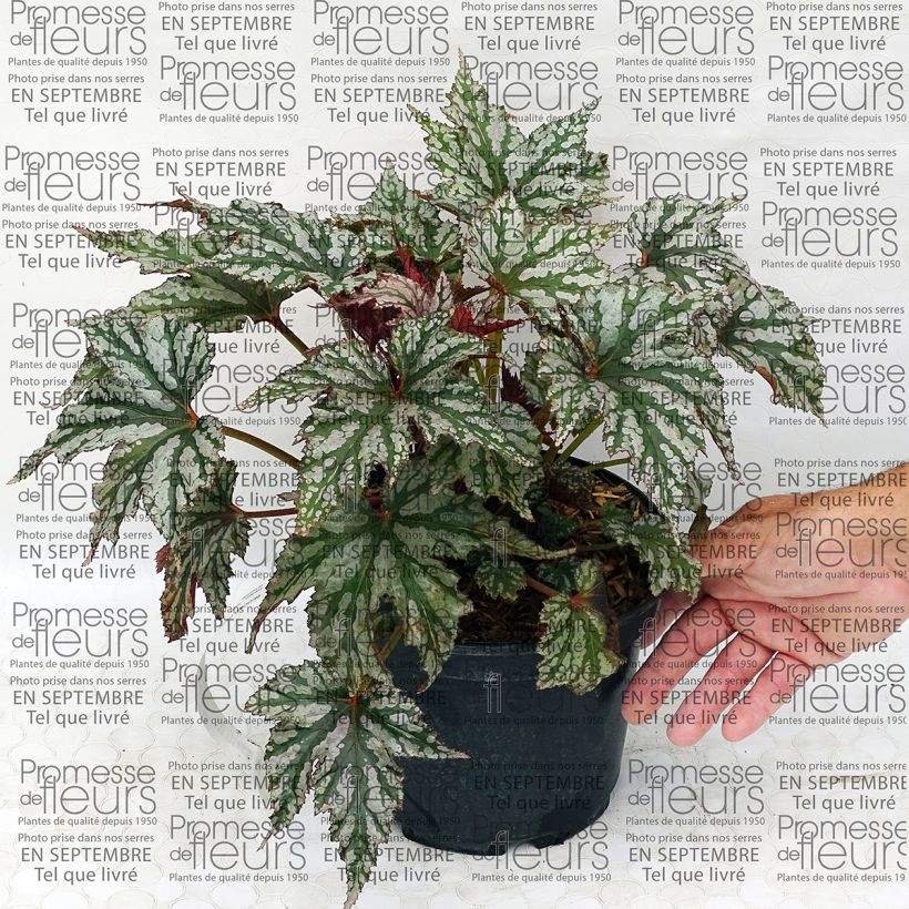 Exemple de spécimen de Begonia Garden Angel Silver tel que livré