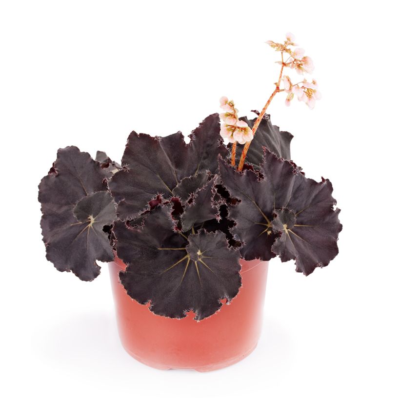 Begonia Rex Dark Mambo (Port)