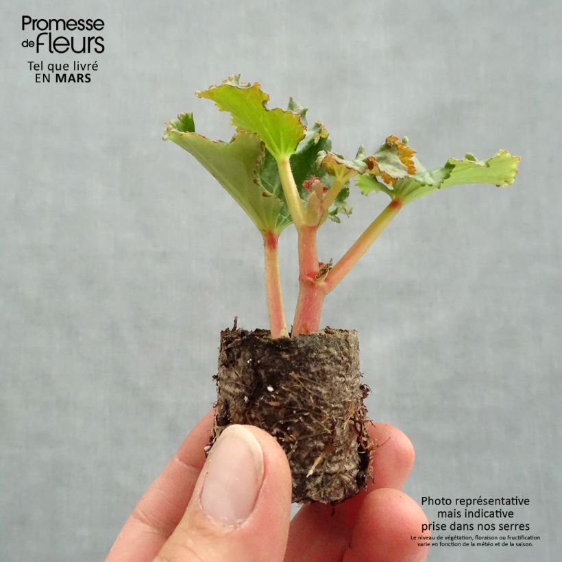 Spécimen de Begonia Sunbrero Bicolor Mini-motte Ø 3/4 cm tel que livré au printemps