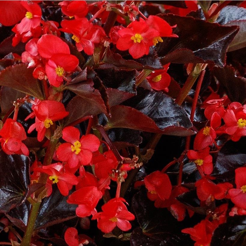 Bégonia Viking Bronze Red Mini-mottes  (Floraison)