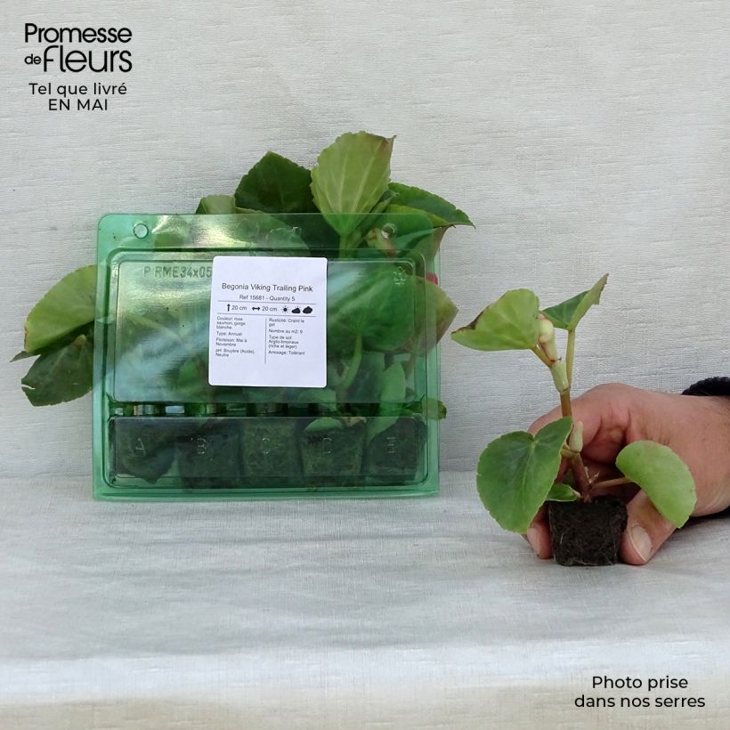 Spécimen de Begonia Viking Trailing Pink  Mini-motte 4 cm tel que livré au printemps
