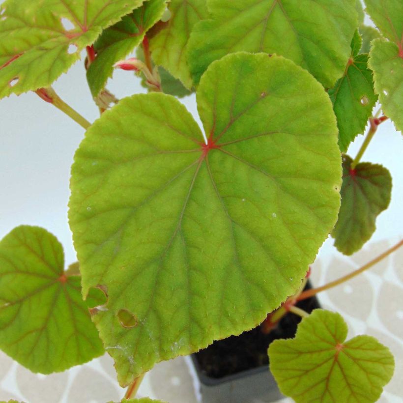 Begonia grandis evansiana (Feuillage)