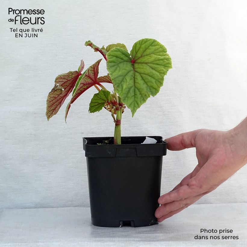 Spécimen de Begonia grandis evansiana Godet de 8/9 cm tel que livré en été