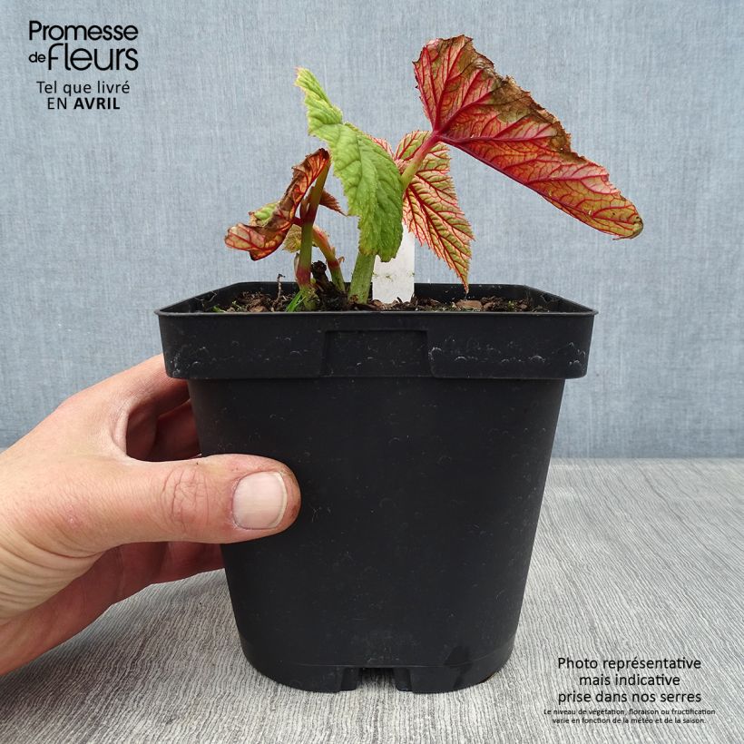 Spécimen de Begonia grandis evansiana Pot de 2/3 L tel que livré au printemps