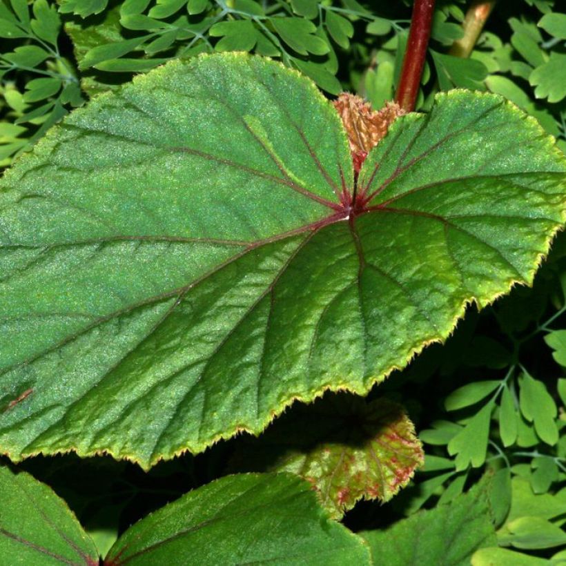 Begonia grandis ssp. evansiana var. alba (Feuillage)