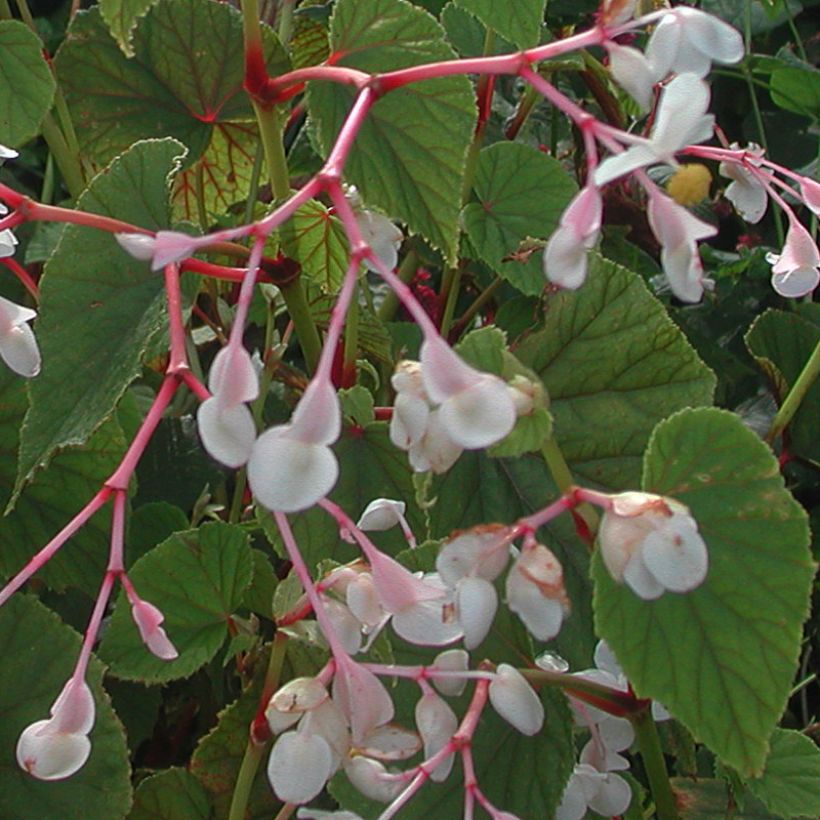 Begonia grandis ssp. evansiana var. alba (Floraison)